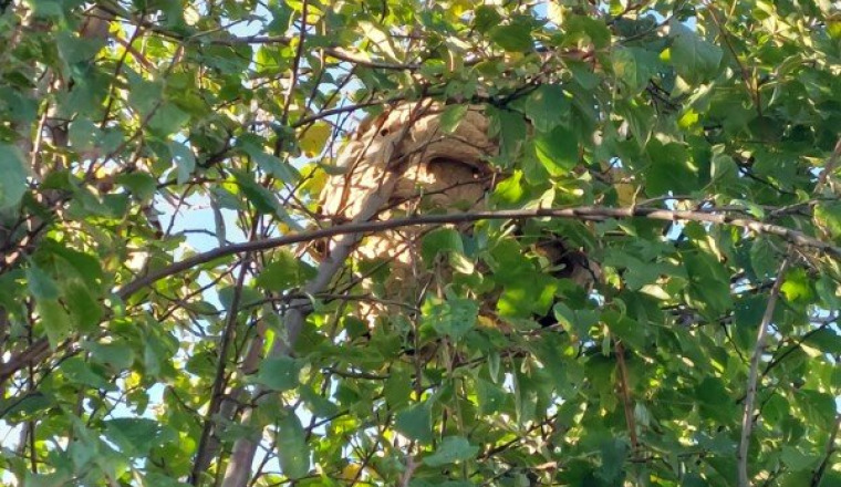 Frelon asiatique notre lutte en Haute-Savoie