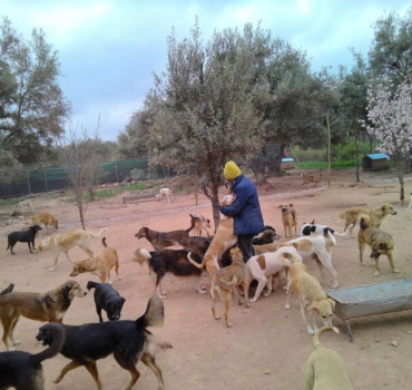 SAUVONS MOROCCAN DOG RESCUE