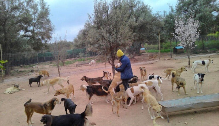SAUVONS MOROCCAN DOG RESCUE