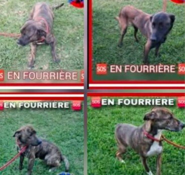 Cagnotte solidaire pour sauver 4 chiens de l’eutha