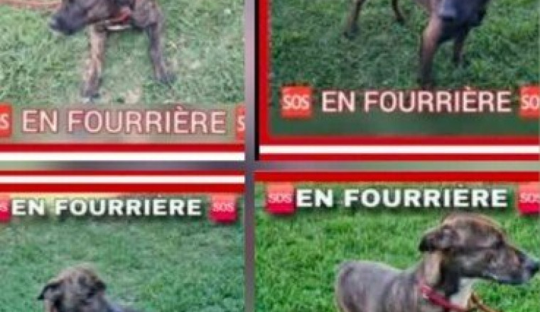 Cagnotte solidaire pour sauver 4 chiens de l’eutha