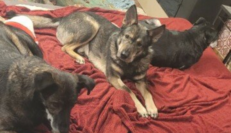 Aide pour mes sauvetages d'animaux