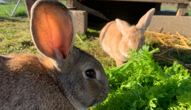 Accueil responsable des nouveaux lapins