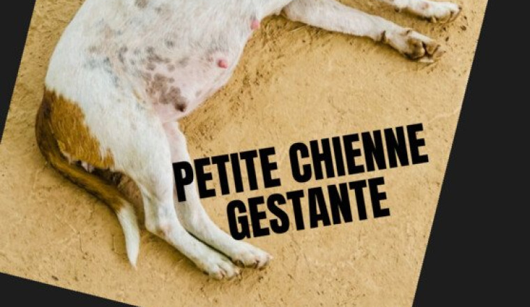 ABANDONNÉE GESTANTE