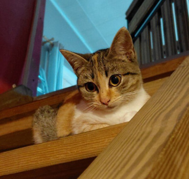 Frais vétérinaires pour chat épileptique