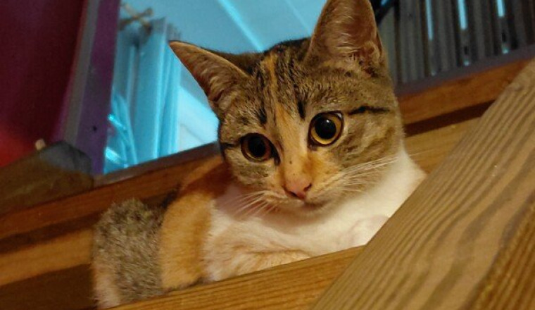Frais vétérinaires pour chat épileptique