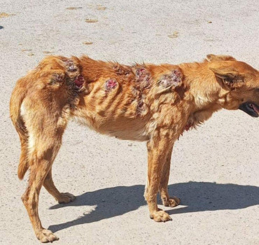 Traitement de peau chien errant