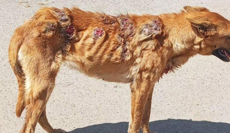 Traitement de peau chien errant
