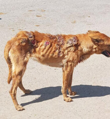 Image justificative de la cagnotte