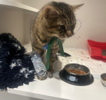 Mowgli a besoin de vous