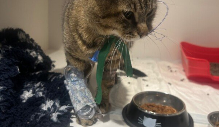 Mowgli a besoin de vous