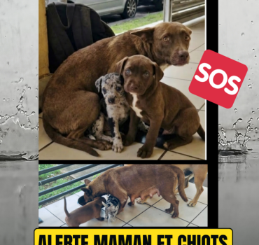 Une maman et ses chiots à la rue