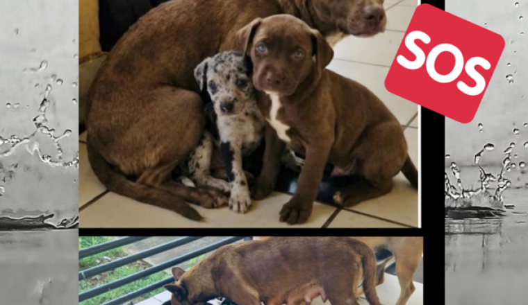 Une maman et ses chiots à la rue
