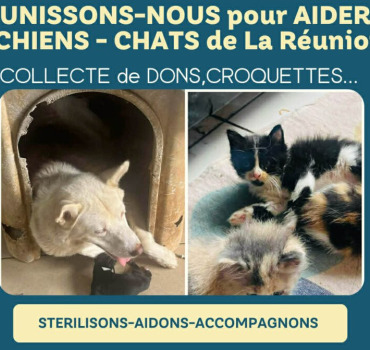 APPEL A L'AIDE SOLIDAIRE STERILISATION_NOURRISSAGE