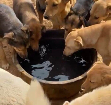 De l'eau pour le sanctuaire