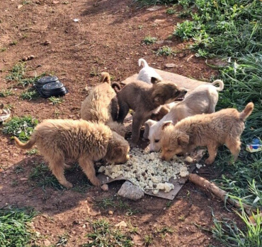 Les chiens errants de la Tunisie
