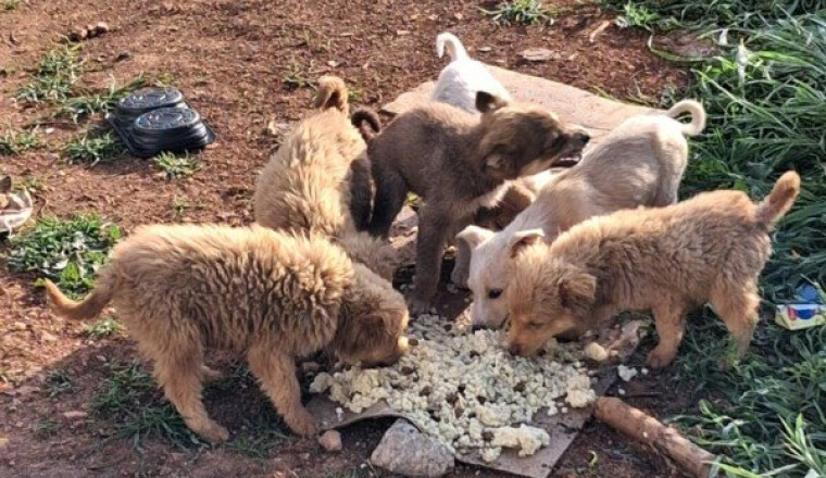 Les chiens errants de la Tunisie
