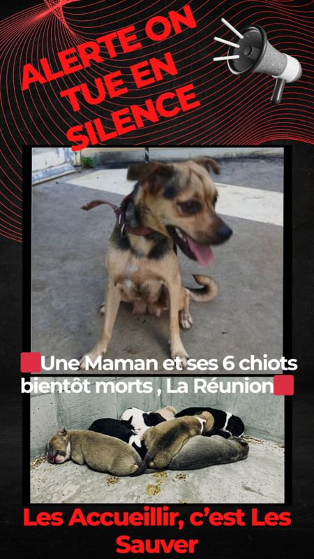 Mise à mort d’une maman et de ses six chiots