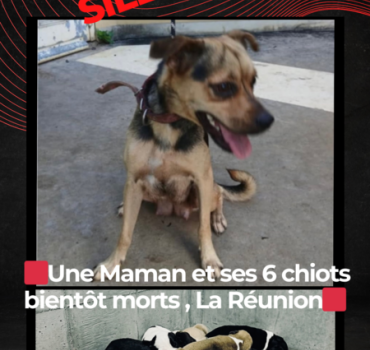 Mise à mort d’une maman et de ses six chiots