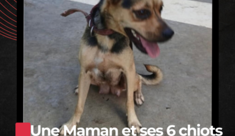 Mise à mort d’une maman et de ses six chiots
