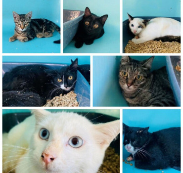 SAUVONS 7 CHATS DE L’EUTHANASIE