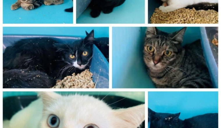 SAUVONS 7 CHATS DE L’EUTHANASIE
