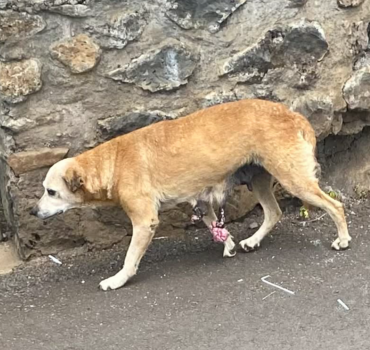 Chienne agee urgence