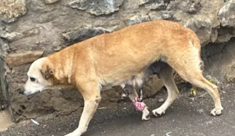 Chienne agee urgence