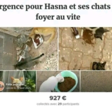 Sos pour les chats d Hasna