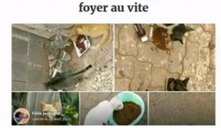 Sos pour les chats d Hasna