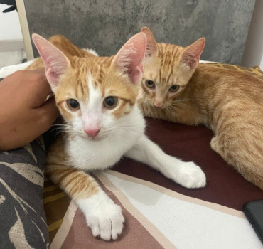 Aide aux Soins, nourriture pour chat