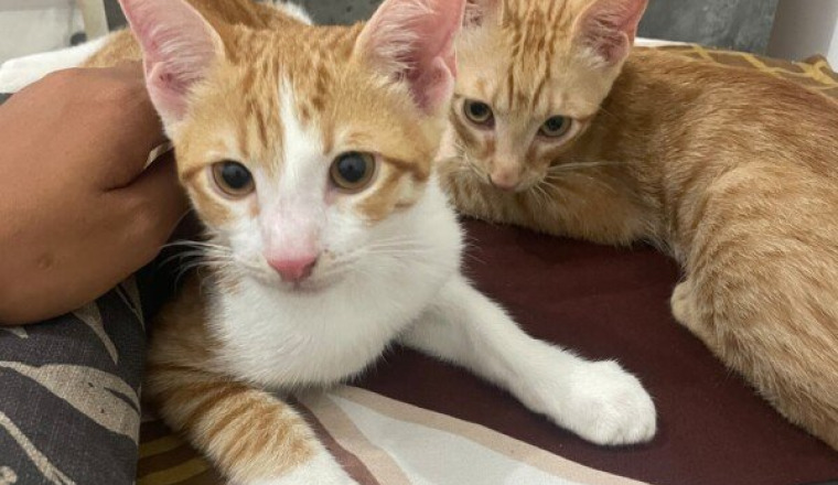 Aide aux Soins, nourriture pour chat