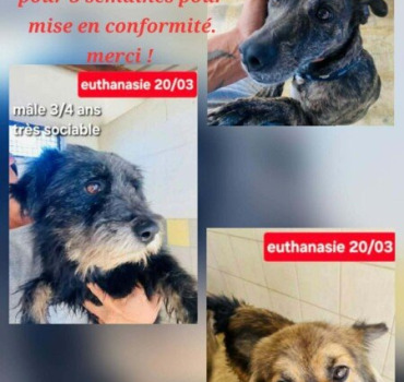 Sauvons 3 chiens de l’euthanasie 🙏