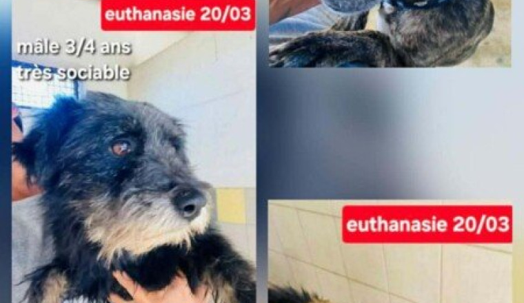 Sauvons 3 chiens de l’euthanasie 🙏