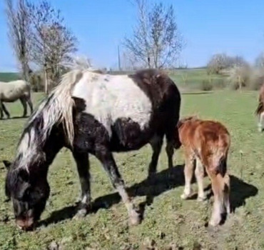Aidons ensemble Les Chevaux, Espoir & Destinée