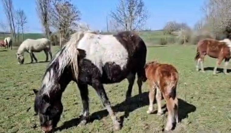 Aidons ensemble Les Chevaux, Espoir & Destinée