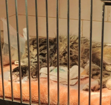 Chat percuté par une voiture