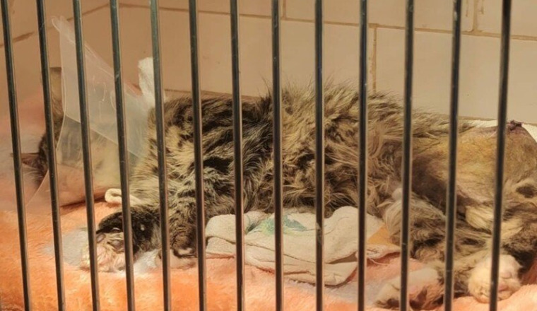 Chat percuté par une voiture