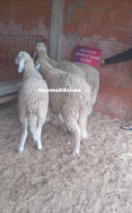 Image justificative de la cagnotte
