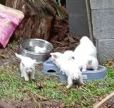 MAMAN CHAT ET CHATONS