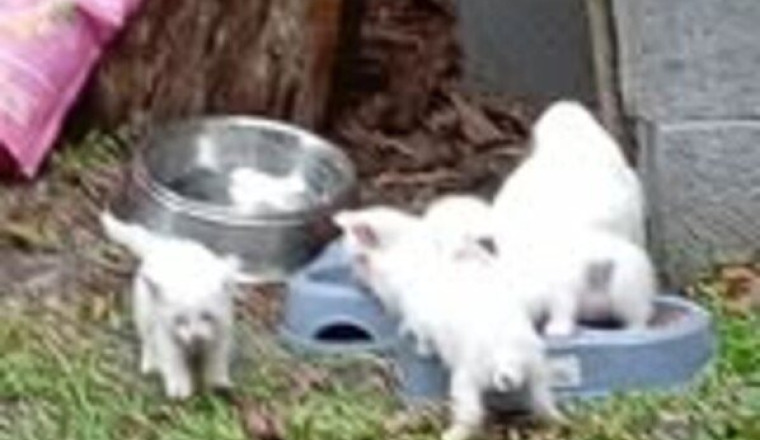 MAMAN CHAT ET CHATONS