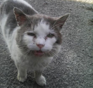 Aider les chats errants de Cambrai