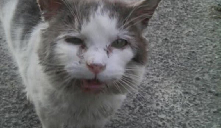 Aider les chats errants de Cambrai