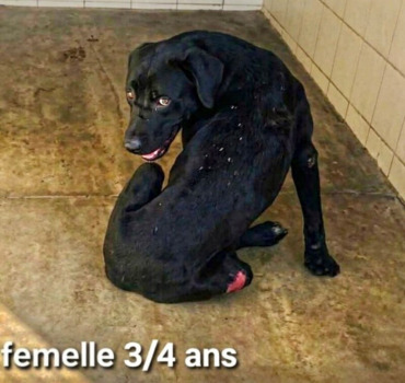 Sortons la de la fourrière ,elle se mutile