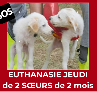 Deux sœurs à l’euthanasie