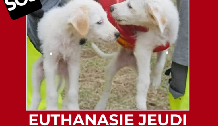 Deux sœurs à l’euthanasie