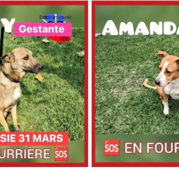Sauvons Maguy gestante et Amanda de la mort