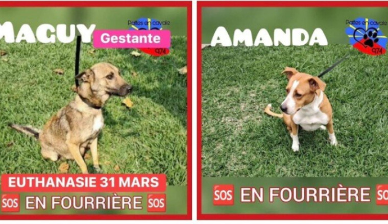 Sauvons Maguy gestante et Amanda de la mort