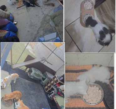 Urgence nourriture refuge Safi