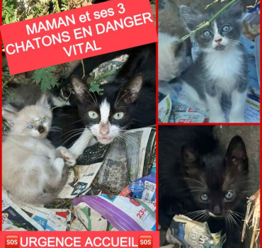 Maman chat et ses 3 chatons en danger